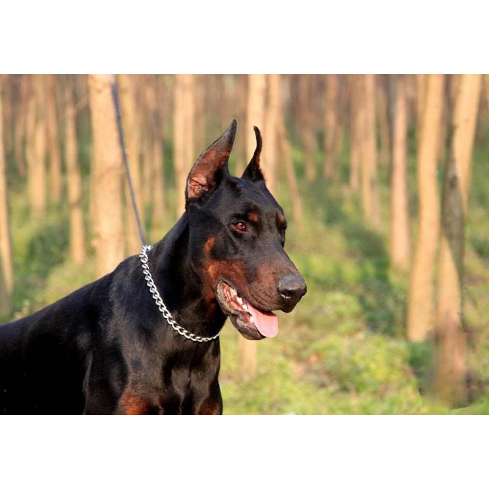 Stainless Steel Choke Chain for Dogs Best Quality