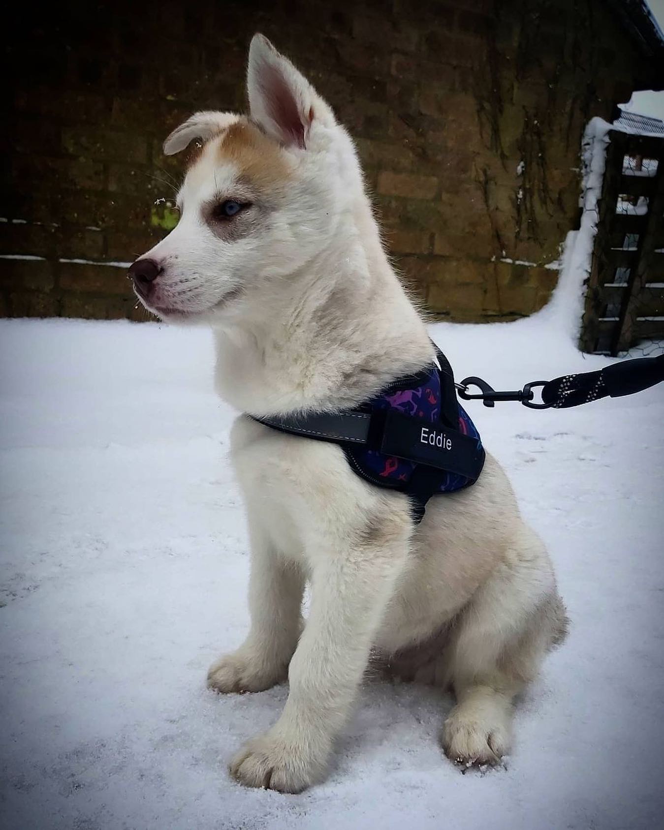 K9 No Pull Adjustable Harness For Dogs Imported