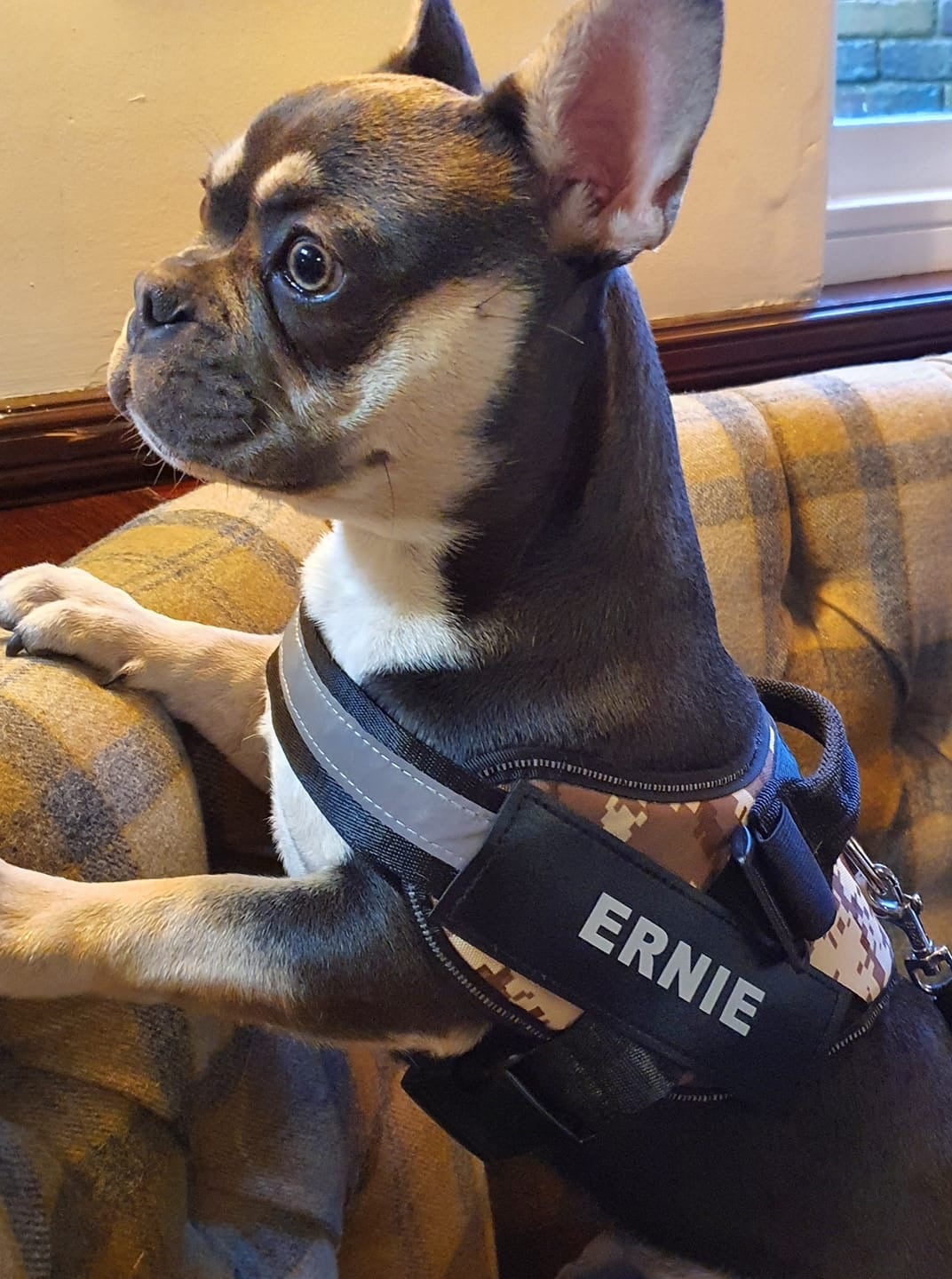 K9 No Pull Adjustable Harness For Dogs Imported