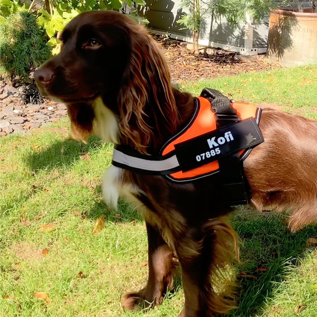 K9 No Pull Adjustable Harness For Dogs Imported